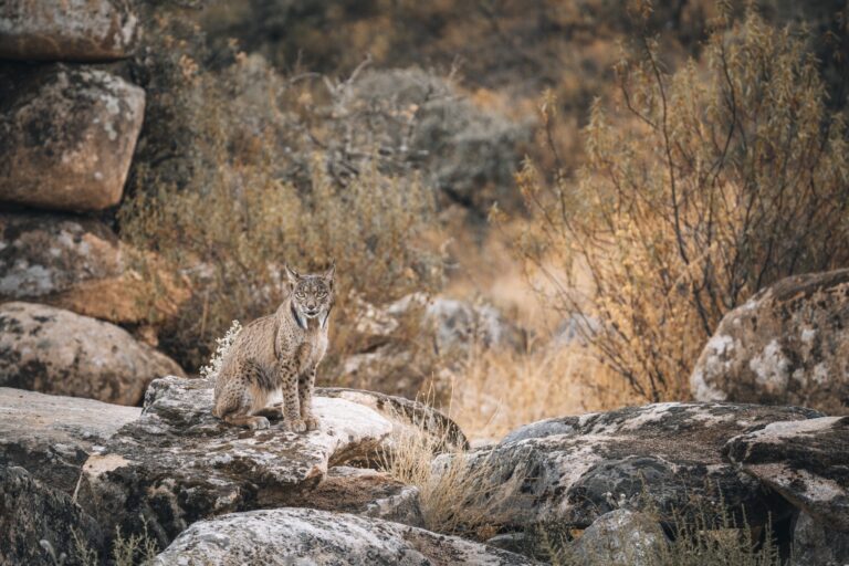 Lince ibérico sentado en roca entre vegetación árida y piedras grises