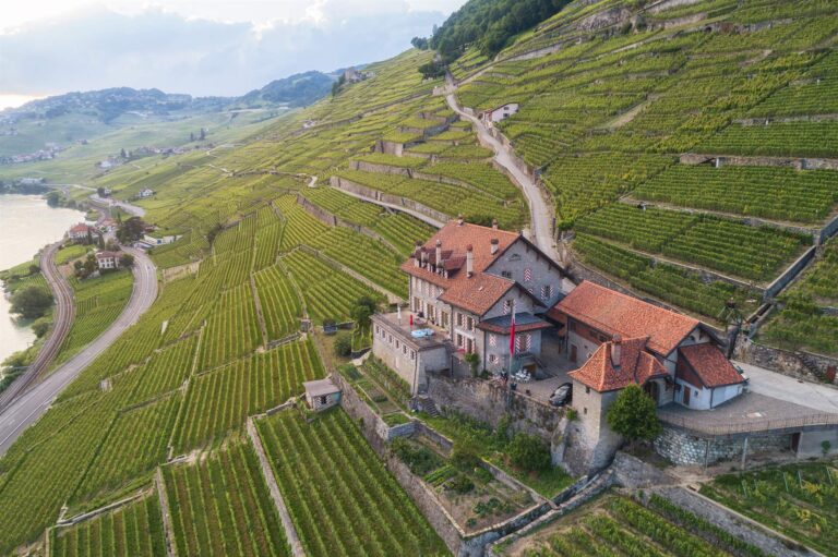 Viñedos en terrazas del Valais junto al Lago Lemán, paisaje alpino con viñas y caminos rurales