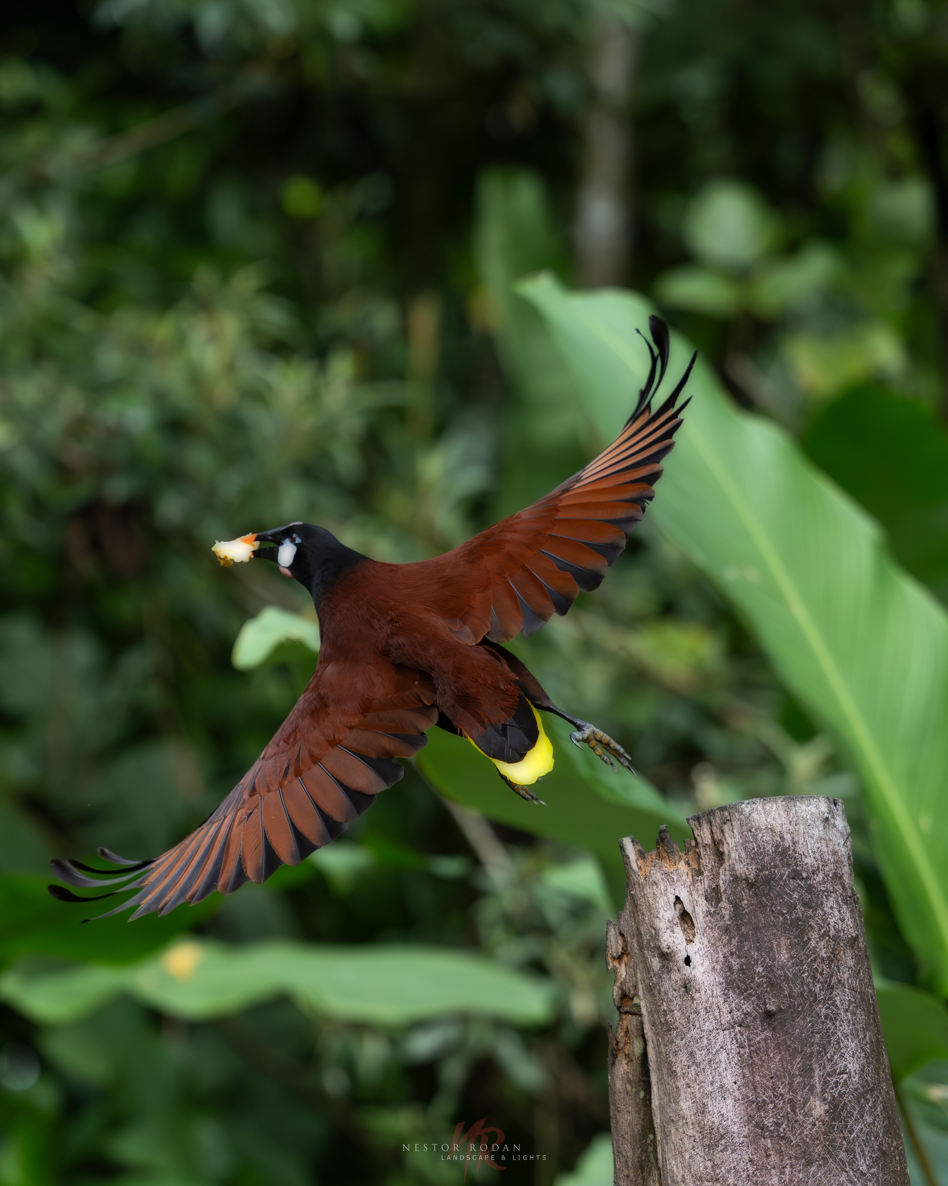 Oropéndola de Moctezuma en vuelo con alas castañas y cola amarilla, ave tropical fotografiada en la selva