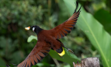 Pájaro Néstor Rodán en vuelo con alas desplegadas sobre rama de árbol en selva costarricense