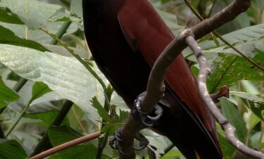 Ave tropical con plumaje negro, pecho rojo y cola amarilla posada en rama entre vegetación verde