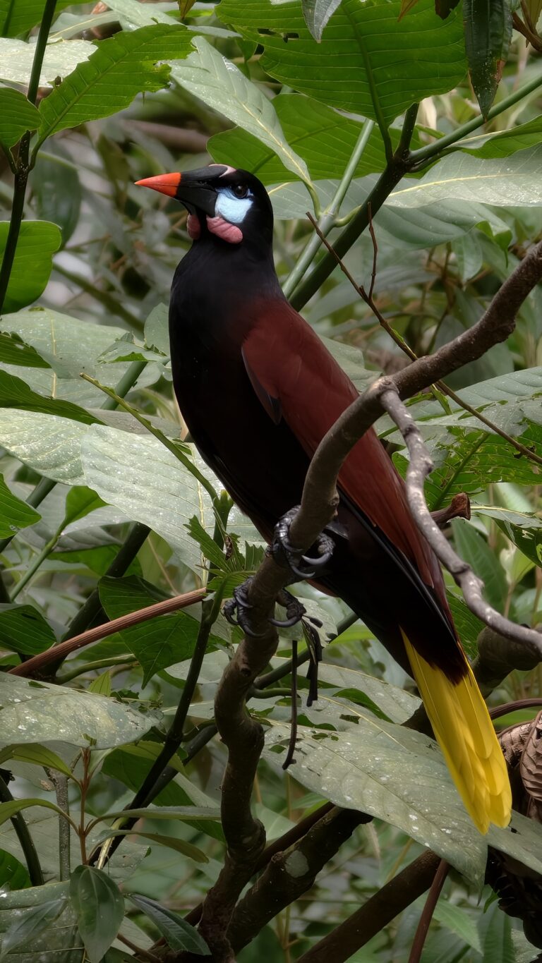 Ave tropical con plumaje negro, pecho rojo y cola amarilla posada en rama entre vegetación verde