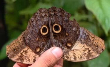 Mariposa búho sostenida en mano con alas extendidas, mostrando marcas oculares características, en entorno selvático