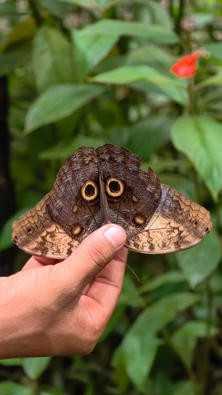 Mariposa búho sostenida en mano con alas extendidas, mostrando marcas oculares características, en entorno selvático