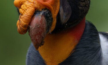 Zopilote rey con plumaje negro, pecho amarillo y cabeza roja mirando directamente a la cámara