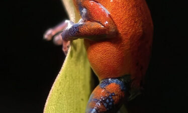 Rana roja y azul sobre hoja verde en posición vertical, fondo negro oscuro