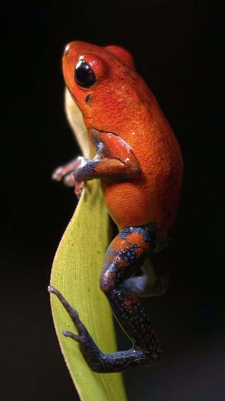 Rana roja y azul sobre hoja verde en posición vertical, fondo negro oscuro