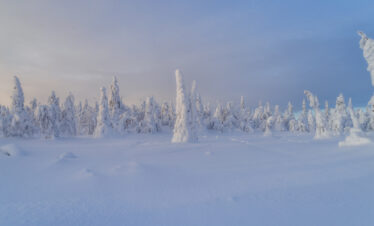 Bosque de abetos cubiertos de nieve en Laponia, formando estructuras blancas puntiagudas bajo cielo azul invernal