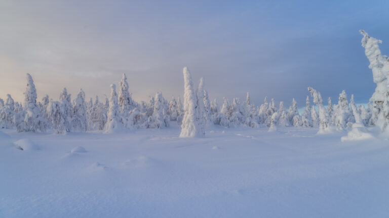 Bosque de abetos cubiertos de nieve en Laponia, formando estructuras blancas puntiagudas bajo cielo azul invernal