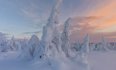 Árboles cubiertos de nieve y hielo al atardecer en el bosque boreal de Laponia, con cielo rosado al fondo