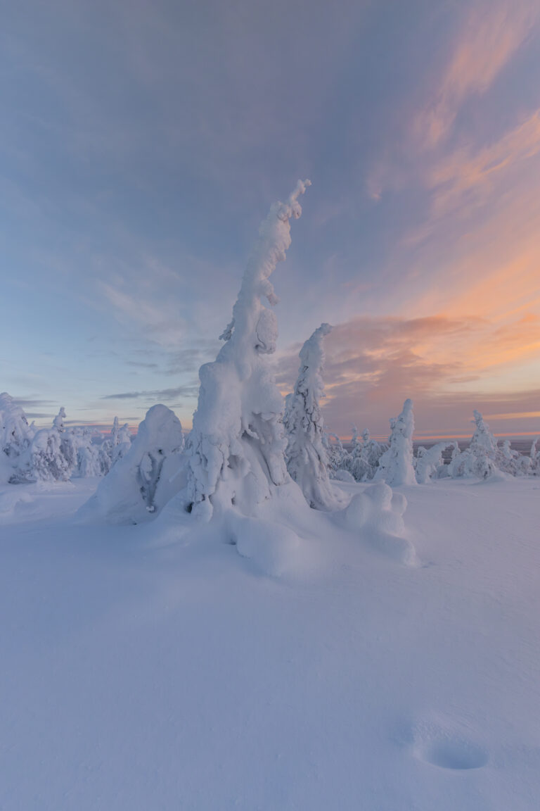 Árboles cubiertos de nieve y hielo al atardecer en el bosque boreal de Laponia, con cielo rosado al fondo