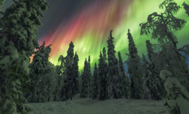 Aurora boreal verde y roja sobre bosque nevado de coníferas en Laponia durante la noche ártica