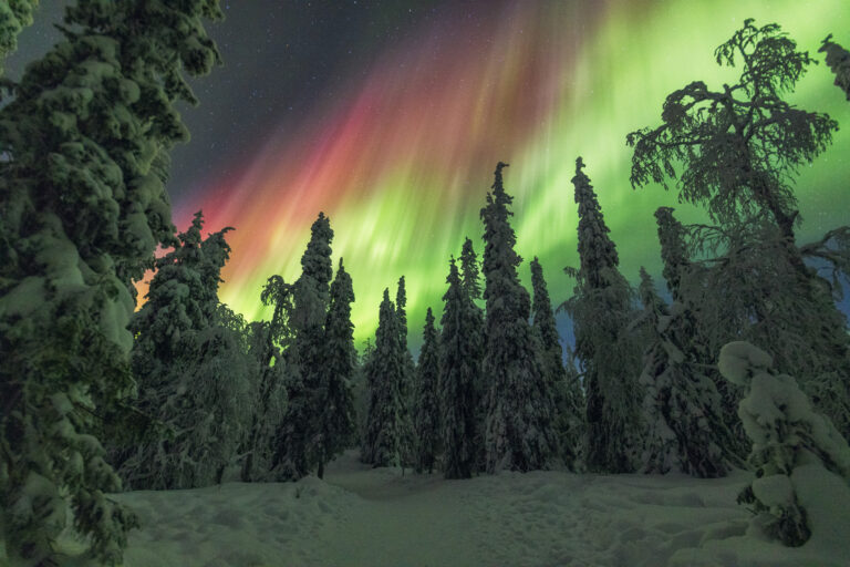 Aurora boreal verde y roja sobre bosque nevado de coníferas en Laponia durante la noche ártica