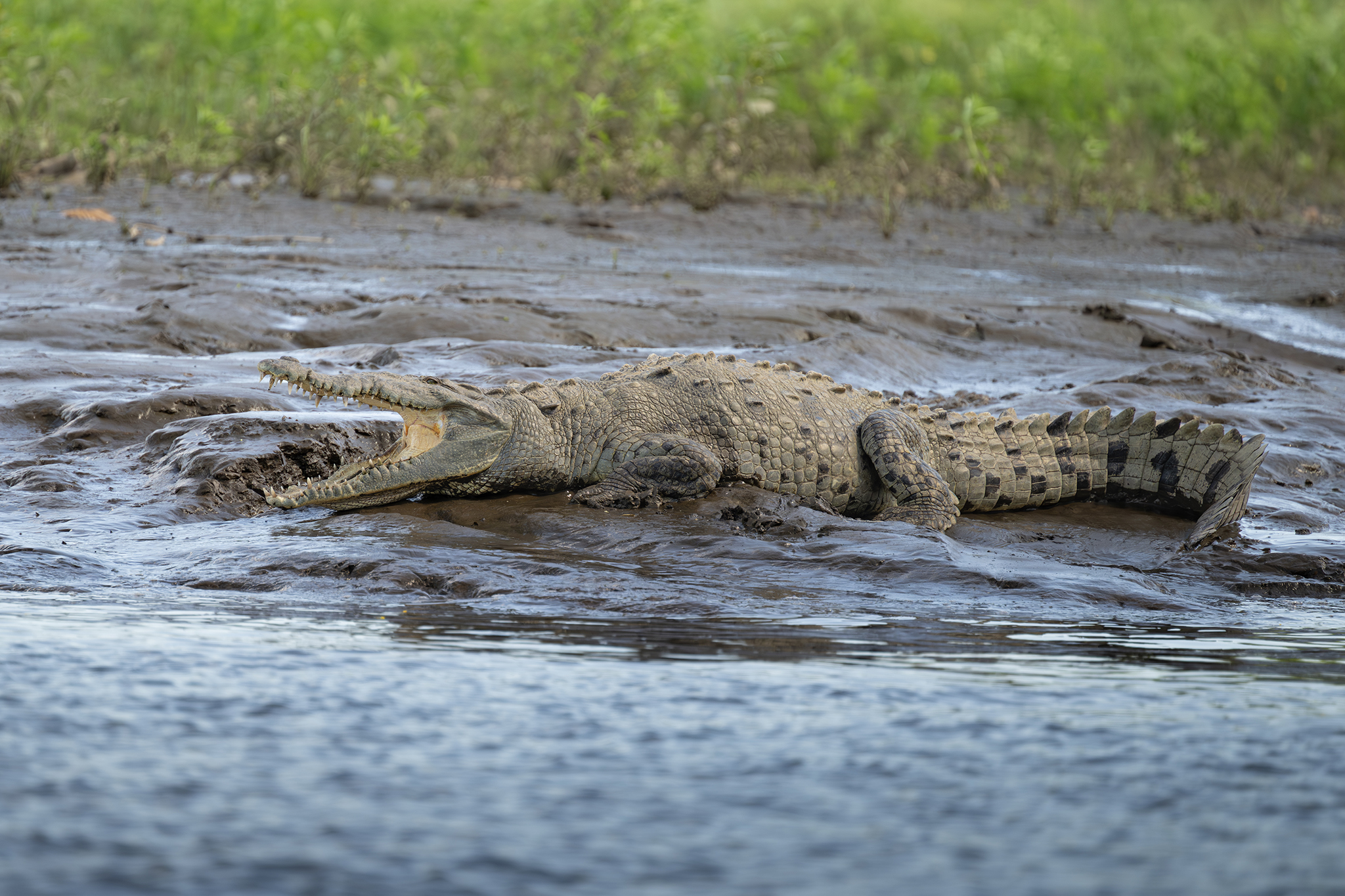 Cocodriliano descansando en aguas poco profundas de Costa Rica, reptil fotografiado en humedal tropical