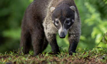 Coatí caminando sobre musgo en bosque tropical, con vegetación verde de fondo y tronco de árbol en primer plano