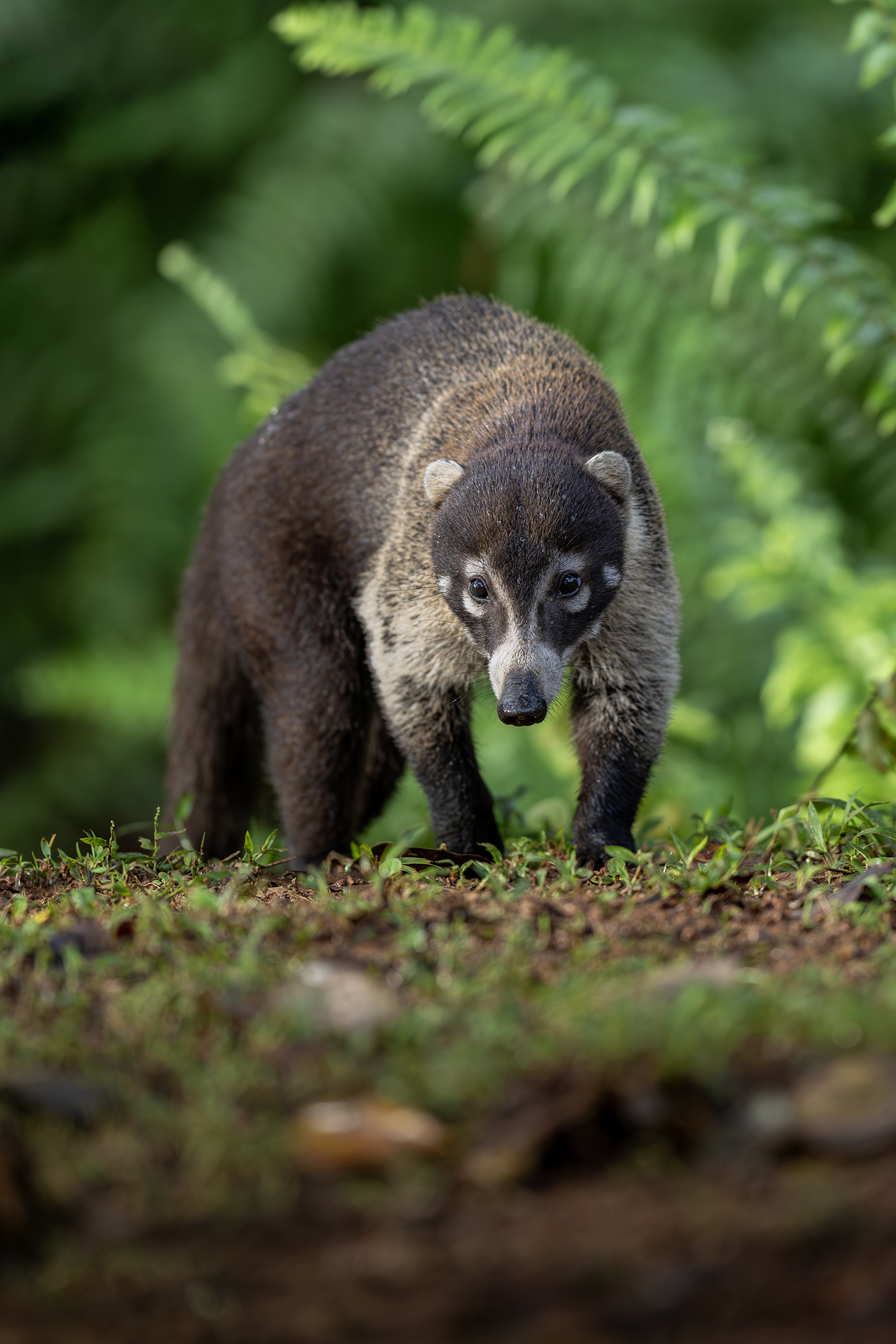 Coatí caminando en el bosque tropical entre helechos y vegetación verde de Costa Rica
