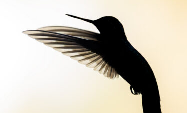Silueta de colibrí en vuelo con alas extendidas contra fondo degradado amarillo claro