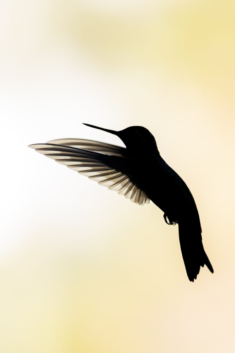 Silueta de colibrí en vuelo con alas extendidas contra fondo degradado amarillo claro