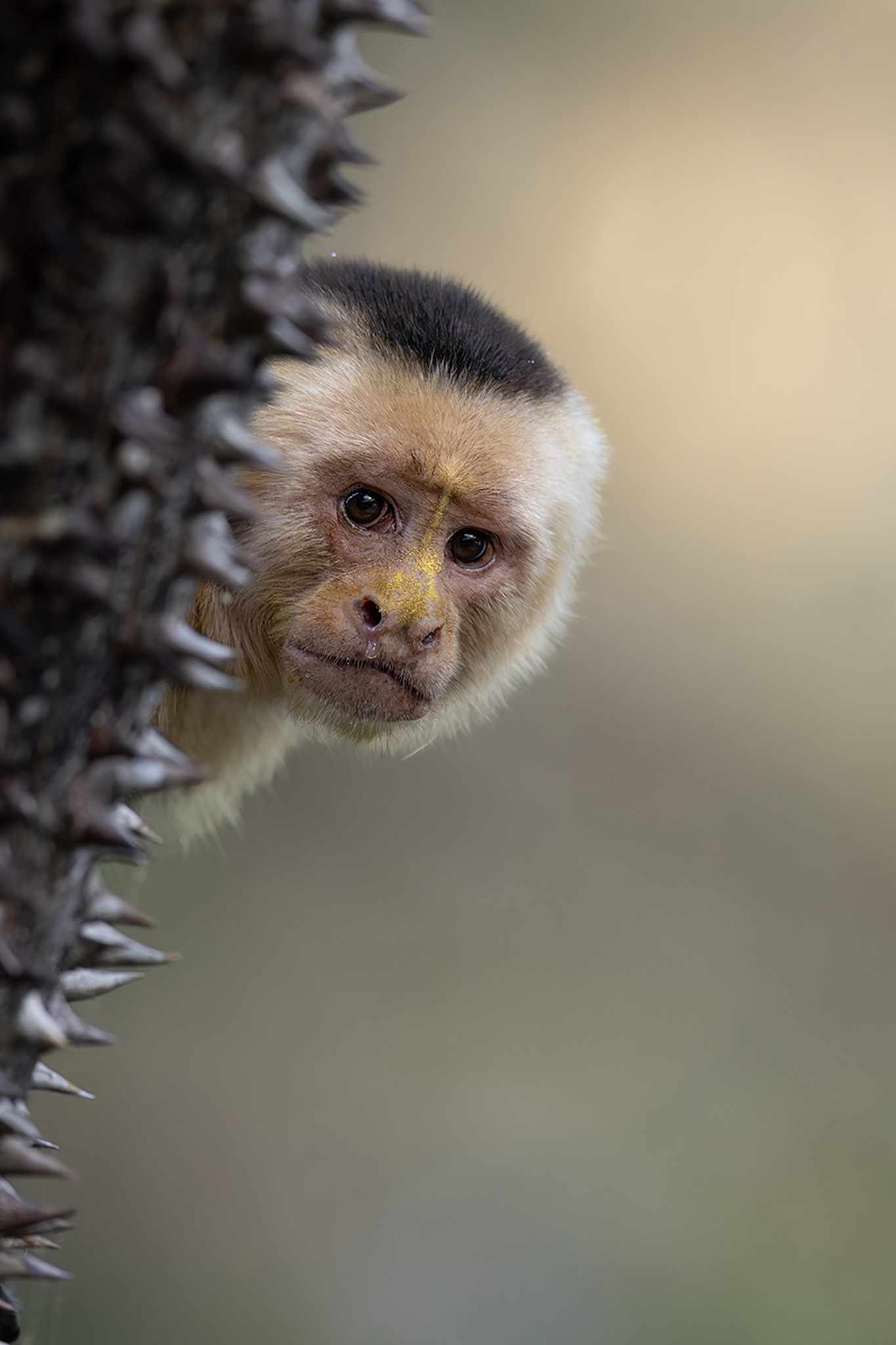 Mono cariblanco asomándose tras un tronco en la selva de Costa Rica, primate fotografiado en su hábitat natural