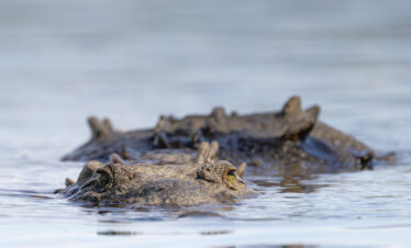 Cocodrilo nadando en aguas claras con otros ejemplares de fondo, fotografía de vida silvestre