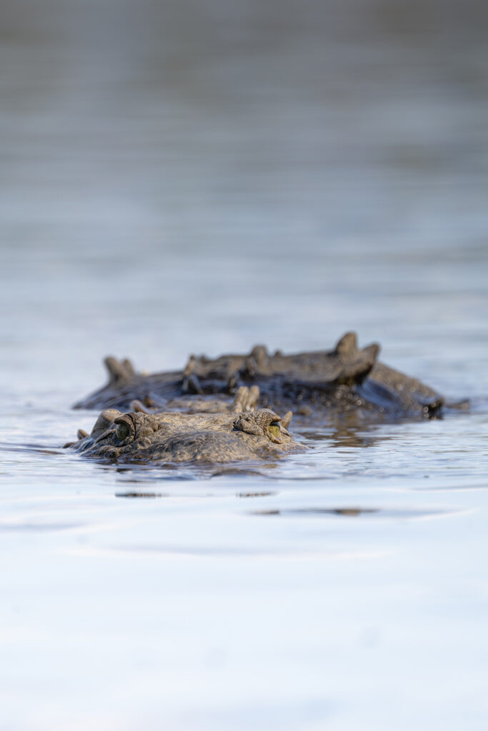Cocodrilo nadando en aguas claras con otros ejemplares de fondo, fotografía de vida silvestre