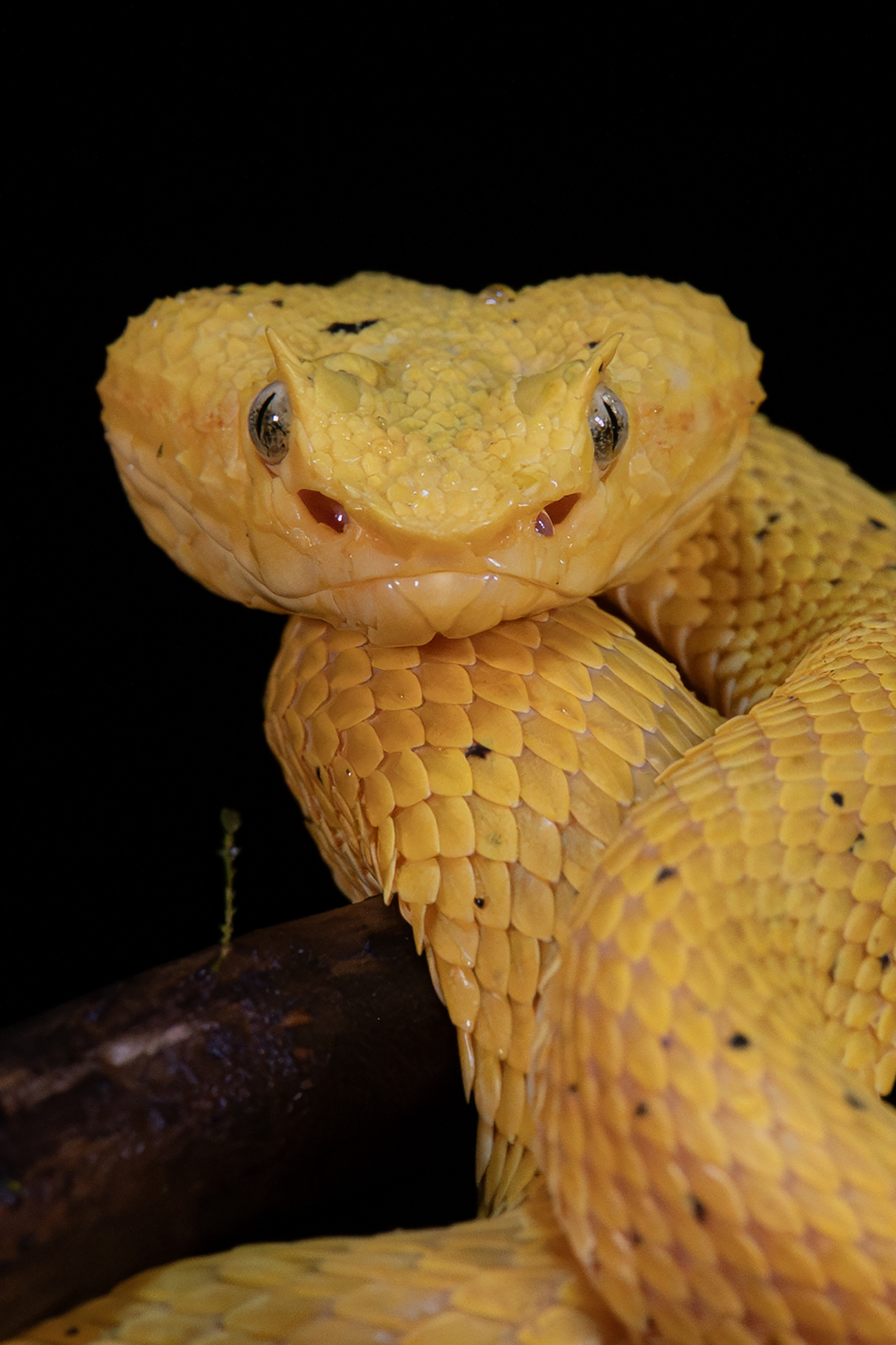Víbora de pestañas amarilla en rama del bosque tropical, serpiente venenosa fotografiada en su hábitat natural