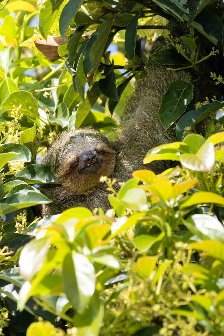 Perezoso de tres dedos colgado en rama comiendo flores blancas y amarillas en dosel tropical