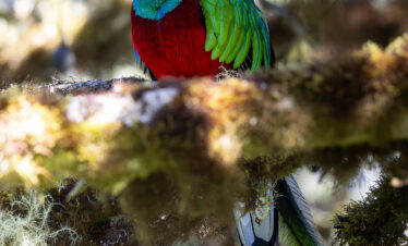 Quetzal resplandeciente perched en rama musgosa con plumaje rojo, azul y verde iridiscente