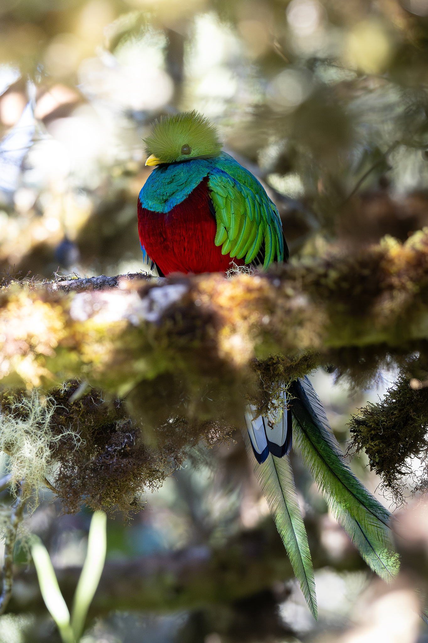Quetzal macho posado en rama del bosque nuboso, ave tropical de plumaje verde y rojo fotografiada en su hábitat natural