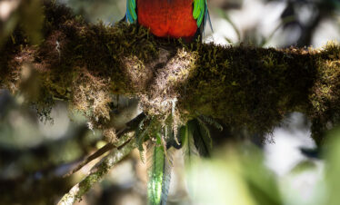 Quetzal resplandeciente perched en rama cubierta de musgo, con plumaje verde brillante y pecho rojo intenso