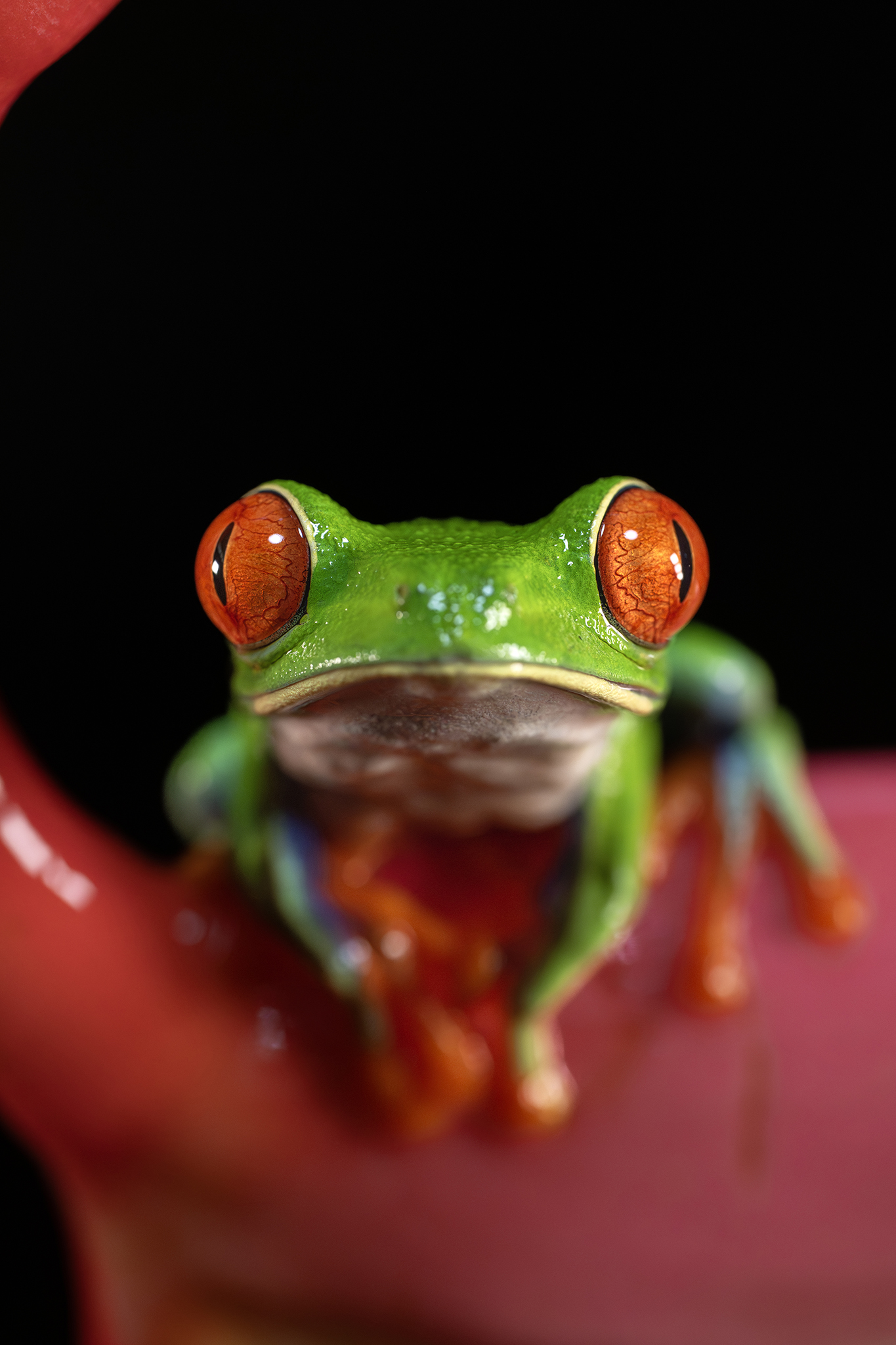 Rana de ojos rojos en primer plano, anfibio tropical fotografiado de noche en la selva centroamericana