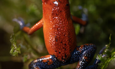 Rana venenosa azul y roja posada sobre musgo verde en la selva tropical