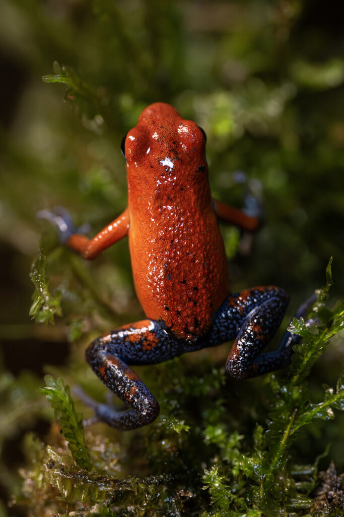 Rana venenosa azul y roja posada sobre musgo verde en la selva tropical