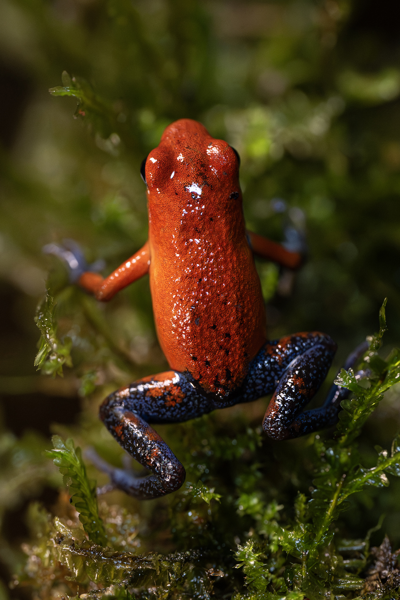 Rana flecha venenosa “blue jeans” roja y azul sobre vegetación de selva tropical, anfibio fotografiado en su hábitat natural