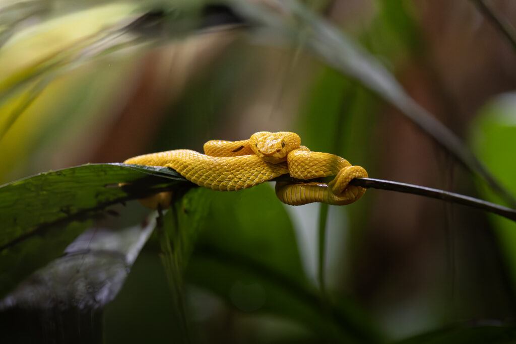 Serpiente amarilla enrollada en una rama fina, con enfoque en su cabeza y cuerpo texturizado