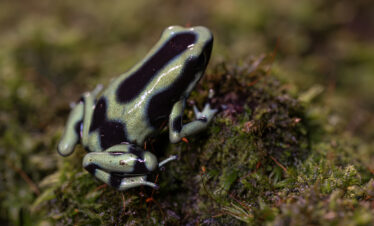 Rana venenosa azul y negra sobre musgo verde en el bosque tropical húmedo