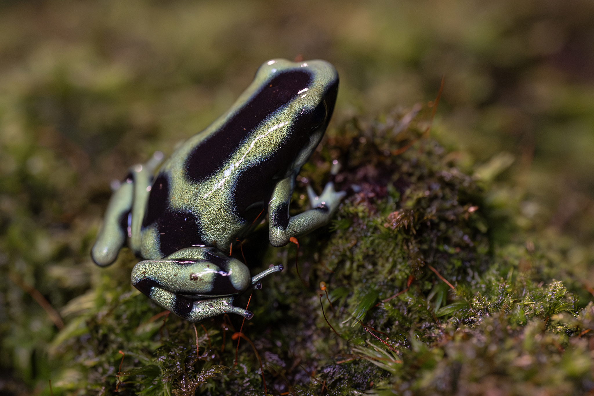 Rana venenosa azul y negra sobre musgo verde en el bosque tropical húmedo