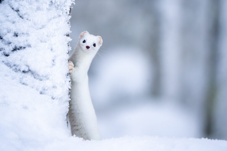 Armiño blanco asomándose entre la nieve en el Ártico, con pelaje inmaculado y ojos oscuros alerta.