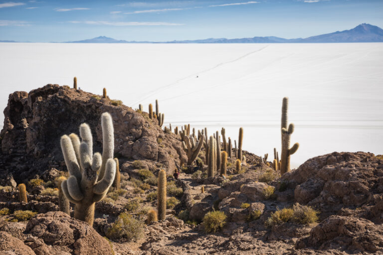 Cactus cardón en rocas del altiplano con salares y volcanes al fondo
