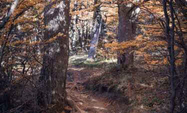 Sendero forestal en otoño con raíces expuestas, árboles de tronco blanco y dosel de hojas ocres