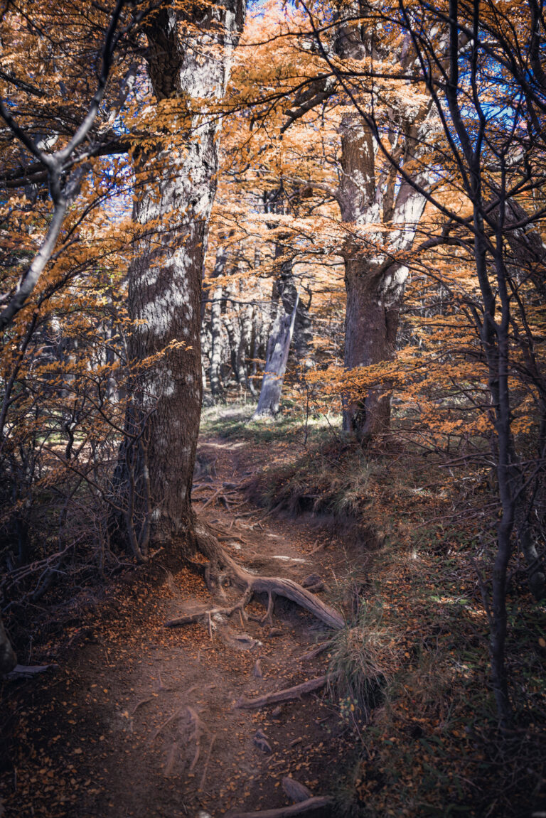 Sendero forestal en otoño con raíces expuestas, árboles de tronco blanco y dosel de hojas ocres