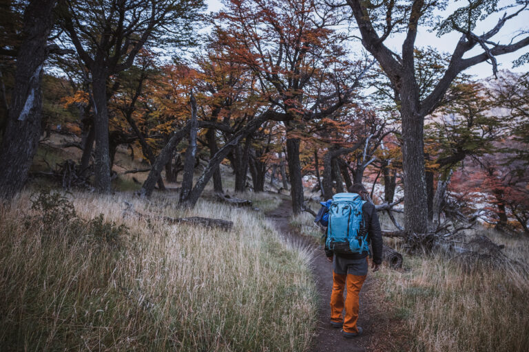 Excursionista con mochila azul camina entre árboles otoñales en sendero de tierra en Patagonia