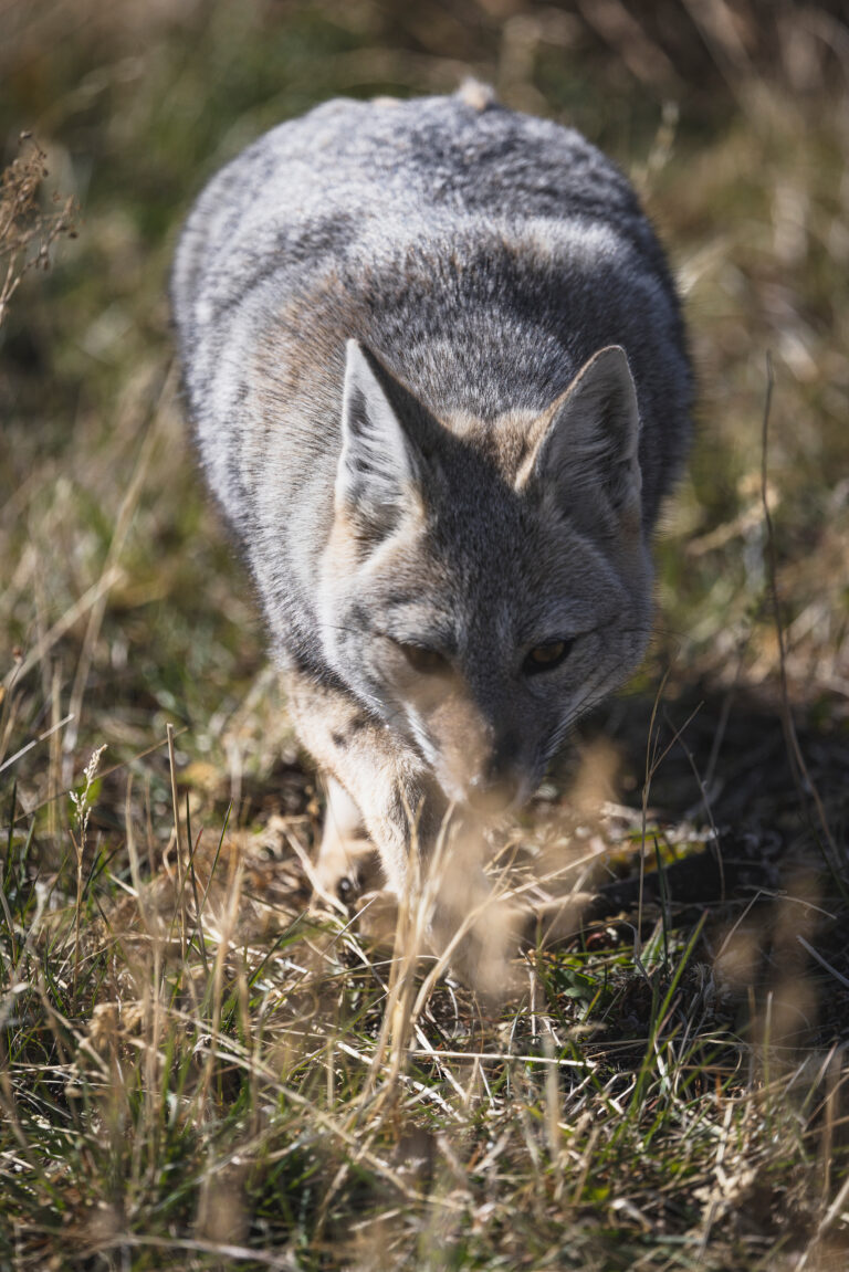 Zorro gris patagónico caminando entre pastos secos en su hábitat natural de la Patagonia