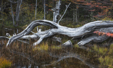 Tronco retorcido en la orilla de un lago de la Patagonia, con bosque de árboles al fondo y vegetación ribereña