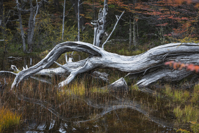 Tronco retorcido en la orilla de un lago de la Patagonia, con bosque de árboles al fondo y vegetación ribereña