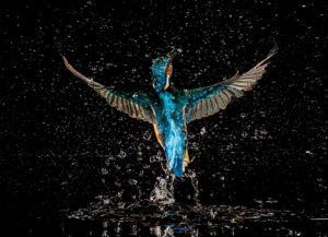 Aves en Extremadura · Junio 2026