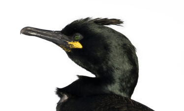 Cormorán moñudo con plumaje negro, ojo verde y pico amarillo, retrato de perfil sobre fondo blanco