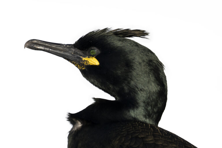 Cormorán moñudo con plumaje negro, ojo verde y pico amarillo, retrato de perfil sobre fondo blanco