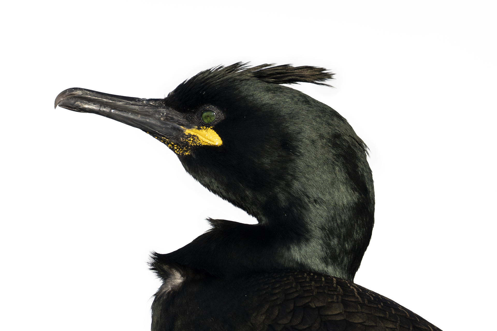 Cormorán moñudo de frente con cresta erizada en colonia de aves marinas del Ártico