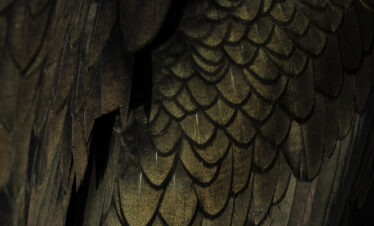 Detalle de plumas de águila marina en tonos dorados y negros, mostrando la textura y superposición de las escamas